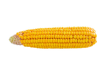 Corn isolated on white background, top view