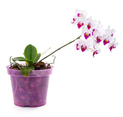Orchid in a pot.