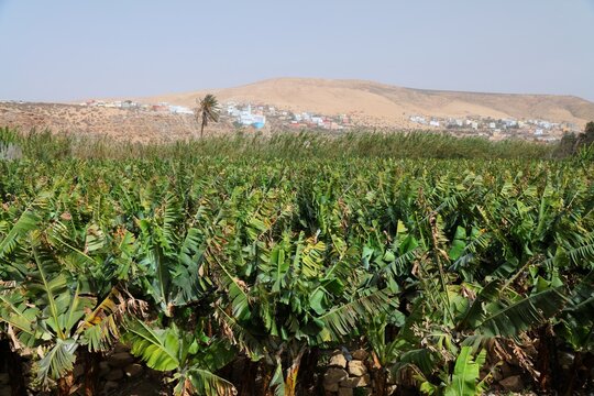 Banana grove in Morocco. Agricultural landscape.
