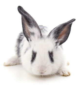 White rabbit with black spots.