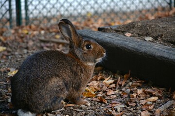 Lapin fauve