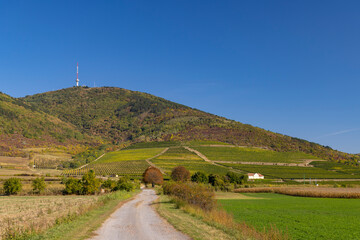 Autumn vineyard, Tokaj region, Great Plain and North, Hungary