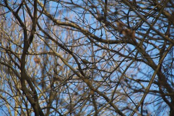 branches against blue sky