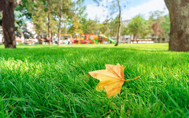 yellow maple leaf on green grass in city park, late summer and early autumn season, beautiful nature, trees and lawn, children's playground in the distance, urban architecture