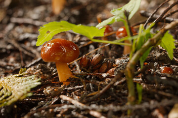 Collybia dryophila; 
Pieniążek dębowy
Gymnopus dryophilus