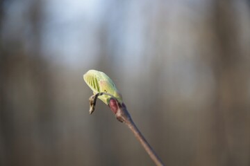 buds on a branch
