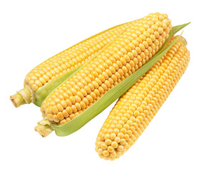 corn isolated on white. the entire image in sharpness.