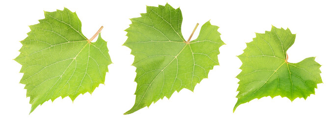 grape leaf set isolated on white. the entire image in sharpness.