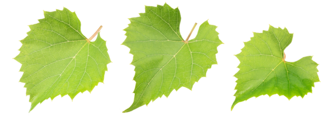 grape leaf set isolated on white. the entire image in sharpness.