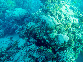 Fototapeta na wymiar Algae and corals underwater in Red sea