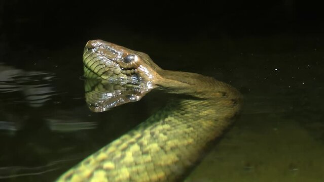 Anaconda above and underwater 
Anaconda is a distribution of the Python, USA, 2022
