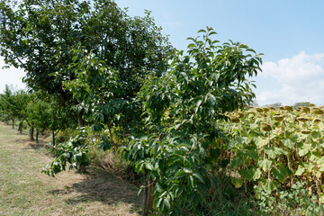 Fototapeta na wymiar Fruit trees with green leaves in summer . Tuscany, Italy