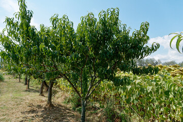 Fototapeta na wymiar Peach tree in summer . Tuscany, Italy