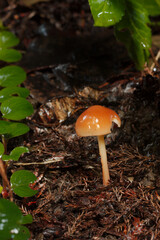 Collybia dryophila; 
Pieniążek dębowy
Gymnopus dryophilus