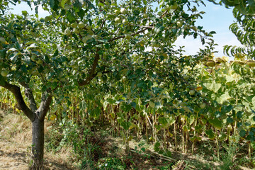 Fototapeta na wymiar Apple tree with ripe apples in summer . Tuscany, Italy