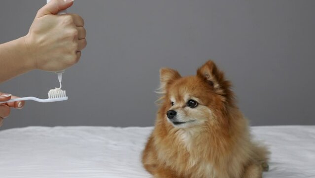 A funny red dog with a protruding tongue closely watches as the hostess squeezes out toothpaste to clean the dog's teeth. A small spitz is ready for the procedure of brushing his teeth