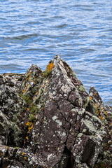 Bemooster Stein in der Brandung am Meer