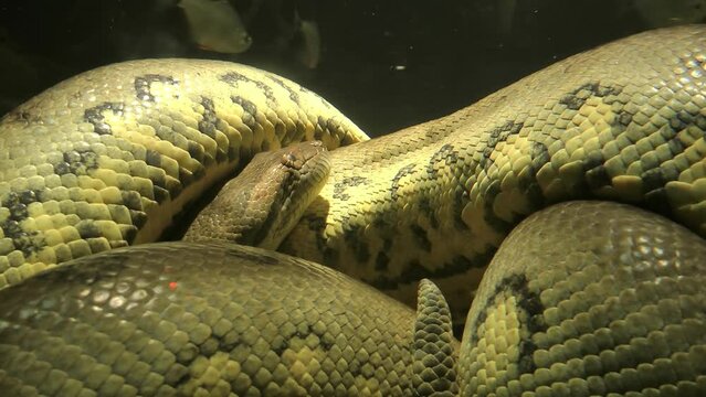 Anaconda Python underwater 
Anaconda is a distribution of the Python, USA, 2022
