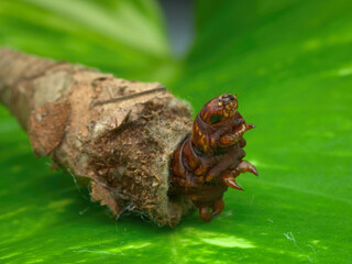 Closeup brown bagworm on the leaf