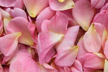 Many Scattered Pink Rose Petals 