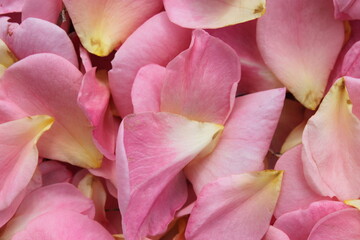 Fototapeta na wymiar Many Scattered Pink Rose Petals 