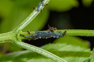 Mrówki i mszyce siedzące na zielonej gałązce współpracują ze sobą 