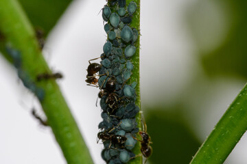 Mrówki i mszyce siedzące na zielonej gałązce  - obrazy, fototapety, plakaty