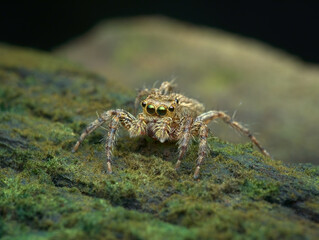 House jumping spider on the mossy wood