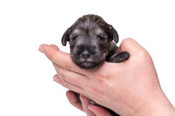 A newborn blind miniature Schnauzer puppy sleeps in the arms of its owner. The puppy is being examined by a veterinarian