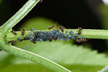 Mrówki i mszyce siedzące na zielonej gałązce  żyjące w symbiozie ze sobą nawzajem  - obrazy, fototapety, plakaty