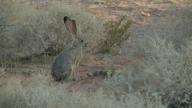 Black tailed Jackrabbit sits and run
Valley of Fire State Park Nevada USA, 2021 
