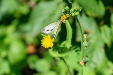 Szary motyl siedzacy na zielonym kwiatku