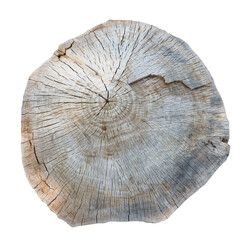 cross section of tree trunk transparent PNG