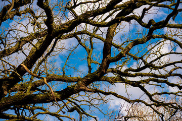 Bare Oak Trees