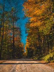 Autumn Road In The Forest - Vermont