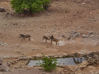 Hartmanns Mountain Zebra at a water hole