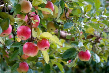 red ripe apples in an orchard ready for harvesting - 531987881