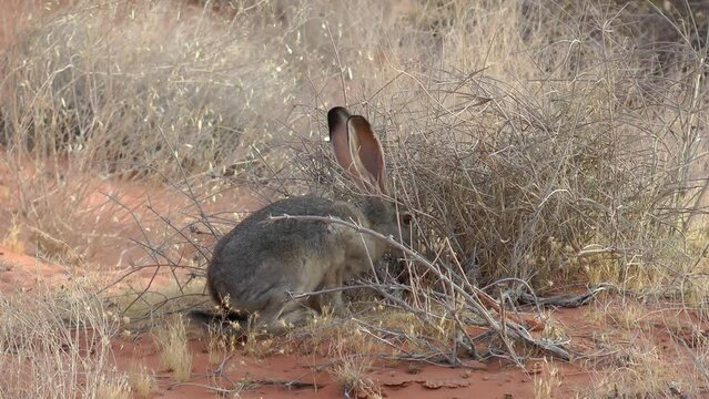 Black tailed Jackrabbit sniffing bush
Valley of Fire State Park Nevada USA, 2021 

