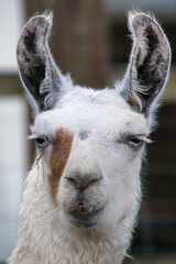 Obraz premium Cam&lidé