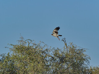 Raptor, bird of prey, high in a tree in Etosha national park