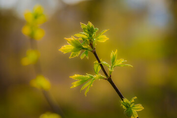 New Growth