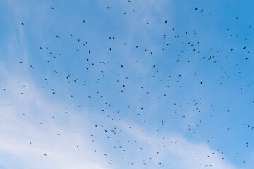 Daytime flying flocks of rooks over their territory. The whole sky is covered with black birds.