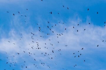 There are flocks of rooks in the sky. A flock of black rooks circles in the blue summer sky.
