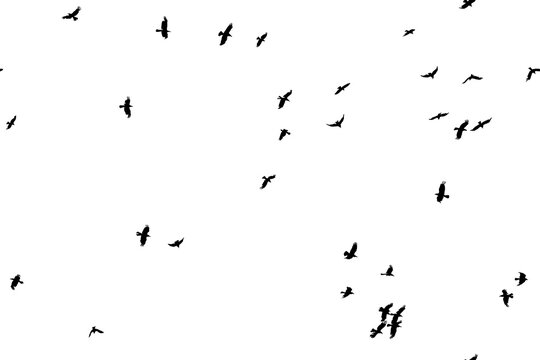 Flock of sinister black birds isolated on white.