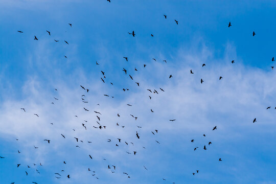 There are flocks of rooks in the sky. A flock of black rooks circles in the blue summer sky.