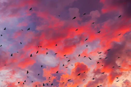 Dramatic sky with clouds and a flock of black crows - expect trouble. Disturbing sunset sky with a flock of black gloomy birds. Ominous birds are circling in the sky.