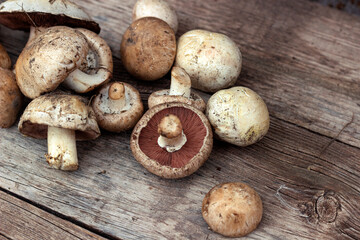 collection of mushrooms, champignons bunch on a wooden background