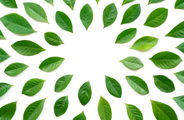 top view flat lay collection of fresh green leaves circle shape copy space isolated on white background.concept for ecology backdrop,enviroment wallpaper,organic health product design.