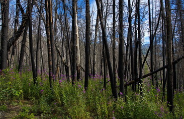 Burnt forest at Kenai River Trail in Skilak Wildlife Recreation Area in Alaska,United States,North America

