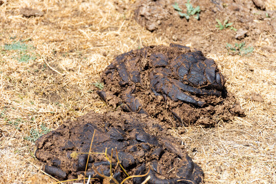 Playing In Cow Manure